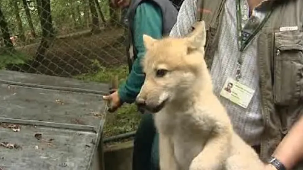 Vlčí mládě z brněnské zoo