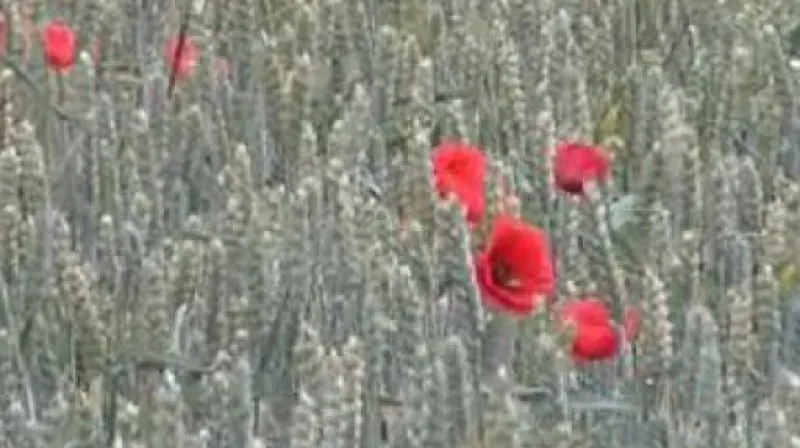 Jižní Morava se potýká s poklesem výskytu podzemní vody