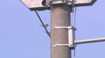 Ptáky na stožárech vysokého napětí chrání speciální bidla