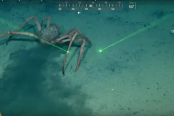 Zmutovaní krabi pokrytí parazity, jinak jen černá smrt. Vědci se vrátili na místo katastrofy Deepwater Horizont