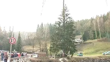 Vánoční strom ještě na břehu Labe