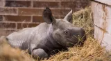 Malá samička nosorožce dvourohého černého