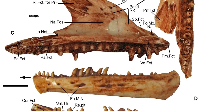 Čelisti u Cryptovaranoides microlanius