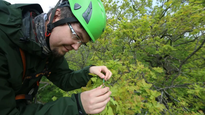 Výzkum v korunách stromů