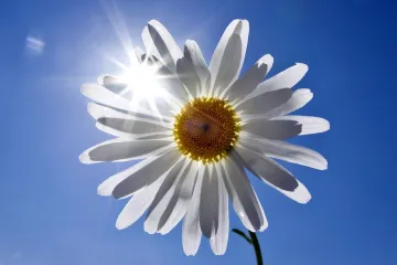 Češi si užijí tropický týden, o červencových svátcích bude chladněji