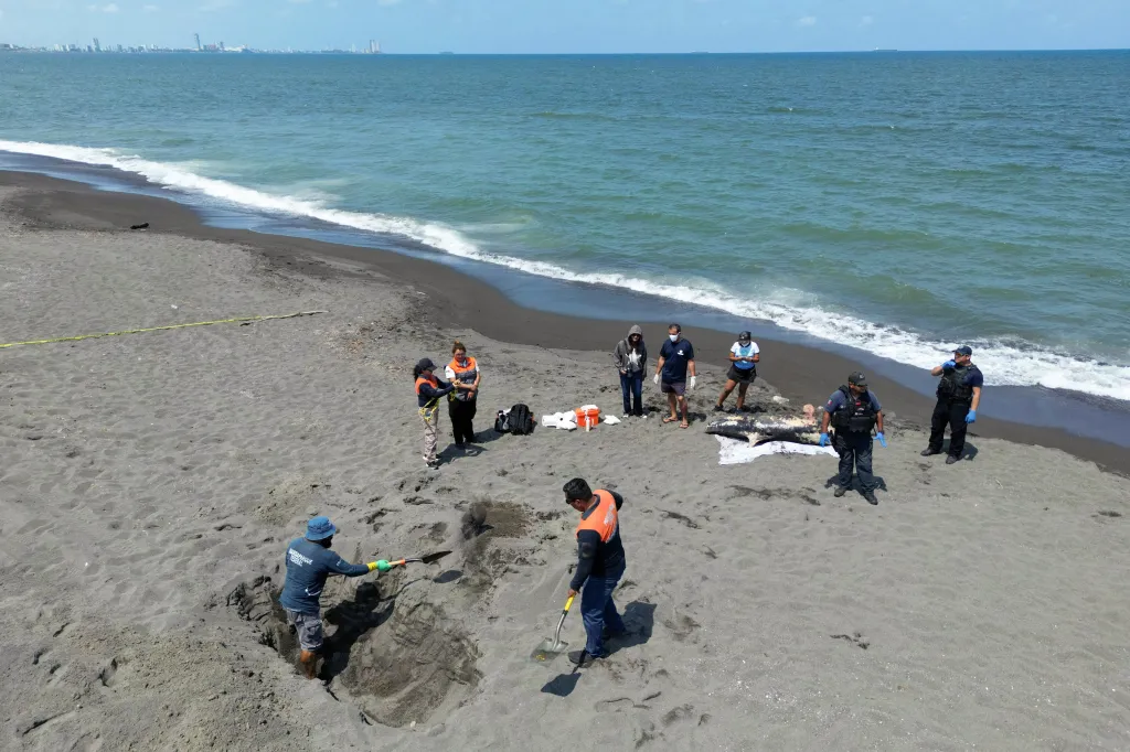 Strážci národního parku kopou na pláži jámu, aby pohřbili uhynulého delfína, na kterém jsou patrné stopy ropy