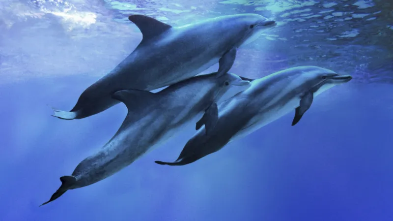 Delfíni