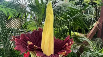 Zapáchající zmijovec láká návštěvníky kalifornské botanické zahrady