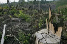Naše civilizace je závislá na palmovém oleji. Šetří náklady, ale přináší i problémy
