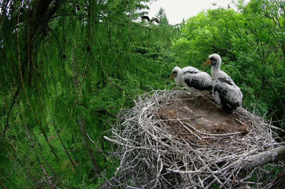 Krkonošský národní park slaví 55 let