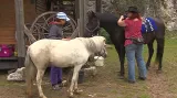 Pony ranč Zdeňka Veselského u Klentnice