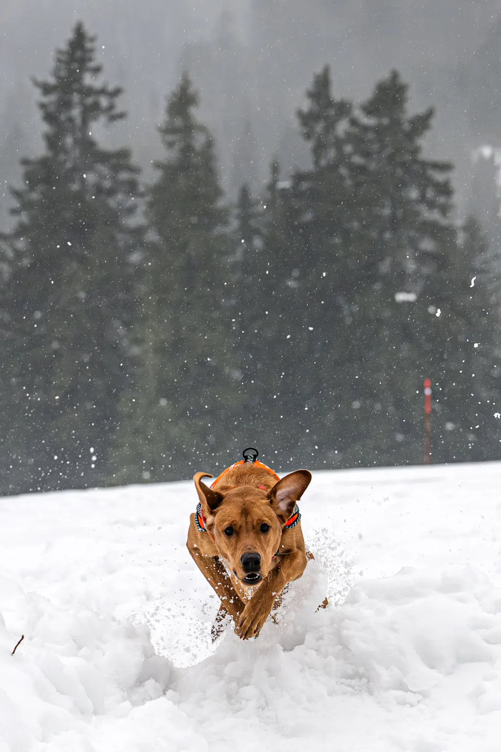 Záchranáři se psy nacvičují v Krkonoších záchranu z lavin