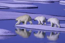 Kanada se otepluje dvakrát rychleji než zbytek světa, Arktidě hrozí růst teplot o 11 stupňů