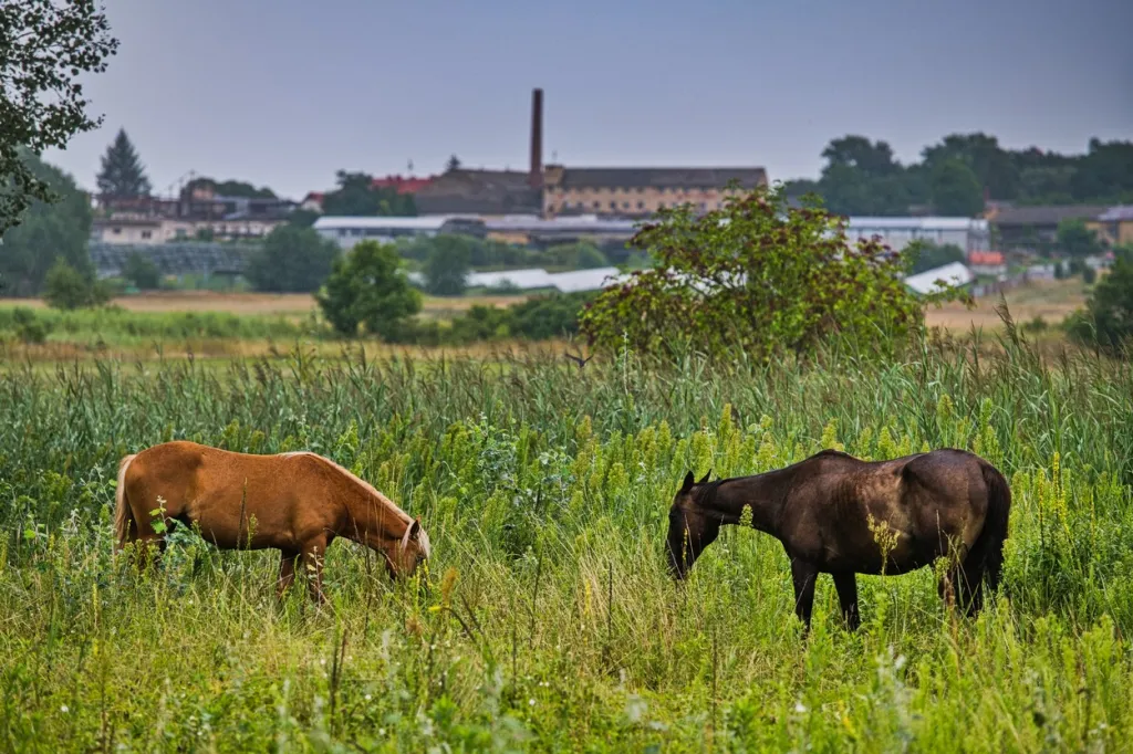 V ptačím parku Kosteliska u Dubňan na Hodonínsku pomáhá se spásáním trávy na zkoušku několik kusů skotu a koní