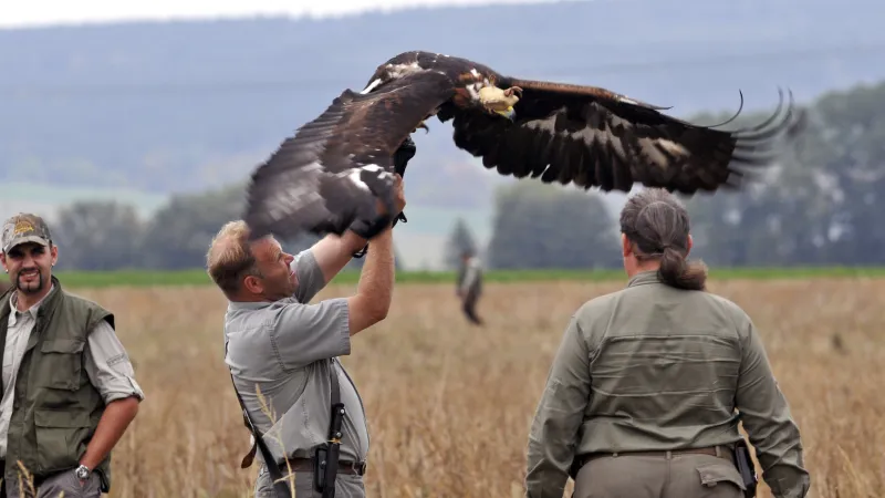 Setkání sokolníků na zámku v Opočně