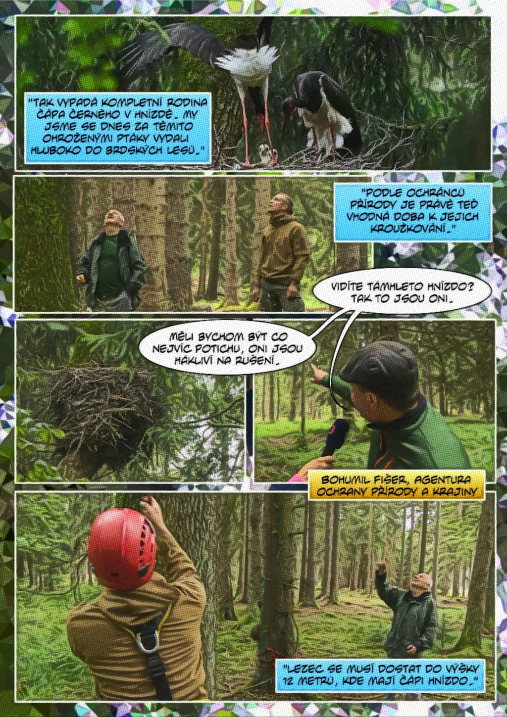 Ornitologové kroužkují čápy černé