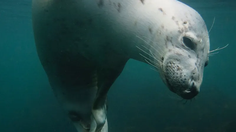 Nejlepší podvodní snímky: Fotografie kompaktem z britských vod