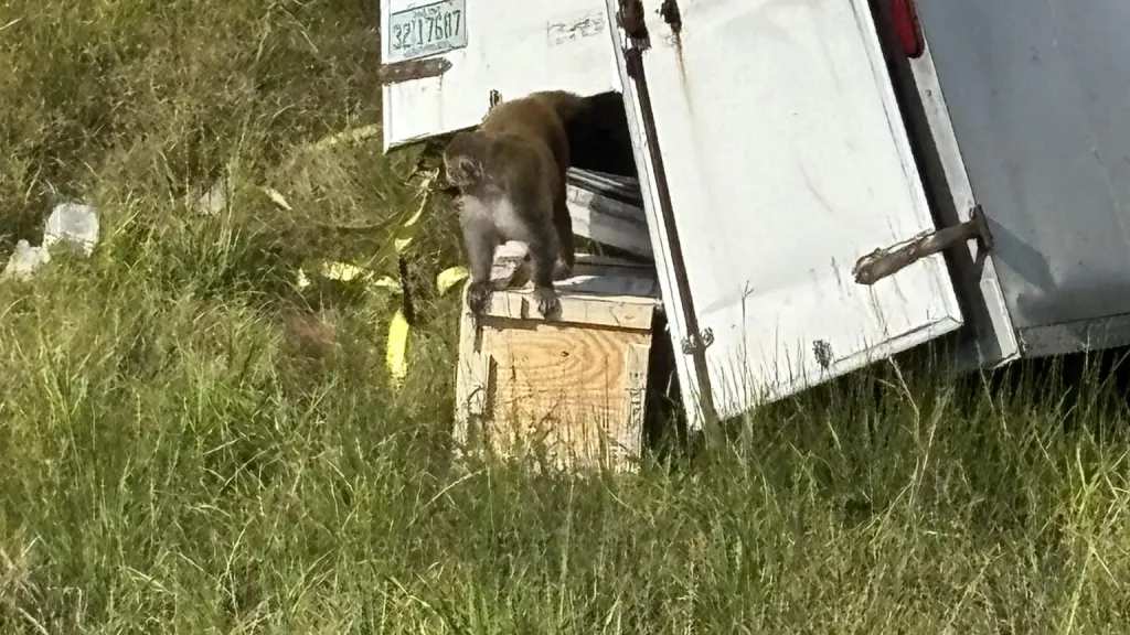 Makak unikající z nákladního auta