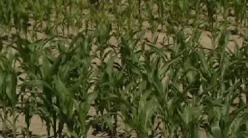 Rostoucí kukuřice
