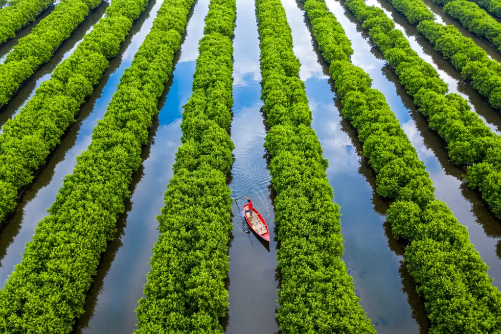 Mangrovy mají pro ekonomiku země strategický význam. Po ukončení vietnamské války v letech 1954–1975 byly mangrovy využívány jako dřevina ve stavebnictví