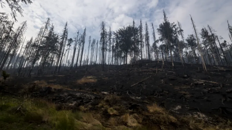 Spálený les podél silnice z Hřenska na Mezní Louku,  Autor: Ondřej Hájek,  Zdroj: ČTK