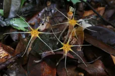 Olomoučtí přírodovědci našli na Borneu dva neznámé druhy hvězdnatek