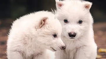 Romulus a Remus, mladí pravlci vytvoření pomocí genové úpravy