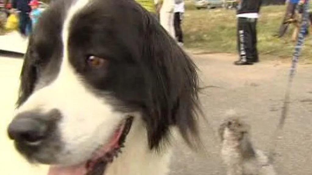 Psi i jejich majitelé překonali český rekord