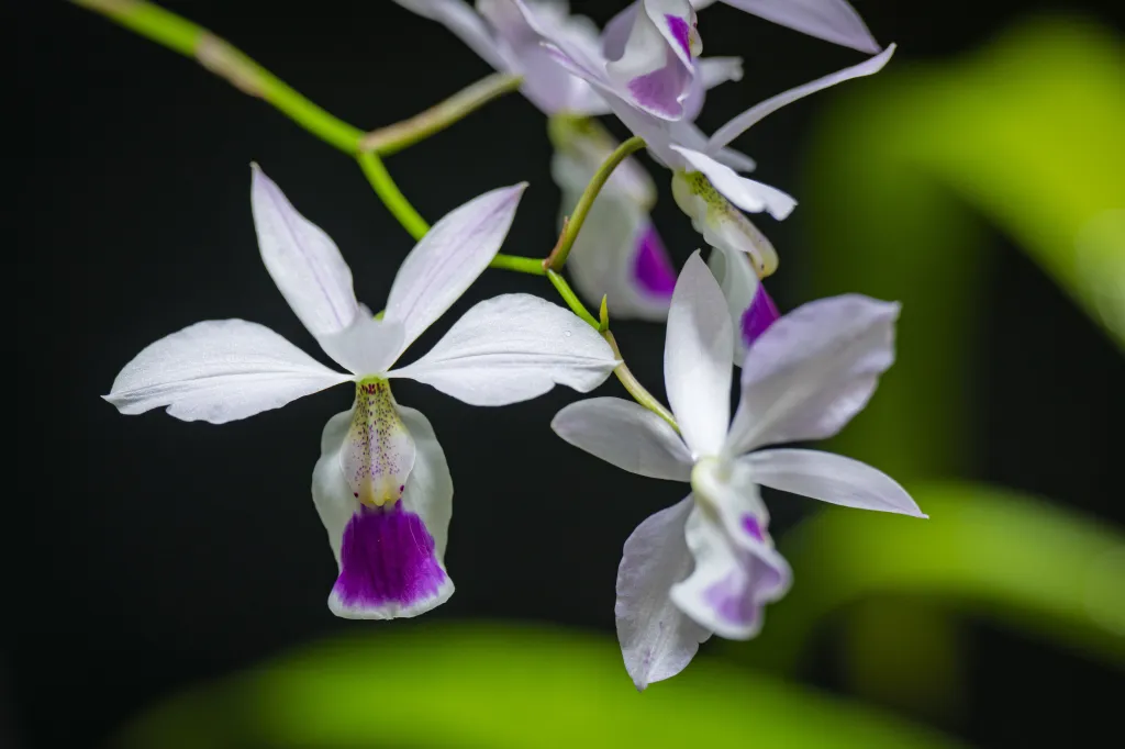 V tomto roce se pracovníkům zahrady povedlo výrazně rozšířit sbírku orchidejí a masožravých rostlin, které dlouhodobě patří k nejatraktivnějším a odborně nejcennějším kolekcím zahrady. Zdejší sbírka masožravých rostlin byla loni dokonce vyhlášena Národní sbírkou