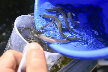 Rybáři vypustili stovky malých úhořů. Přirozenému šíření populace brání přehrady a jezy