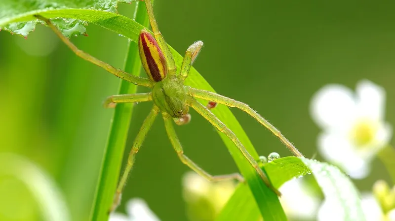 Maloočka smaragdová žije v České republice