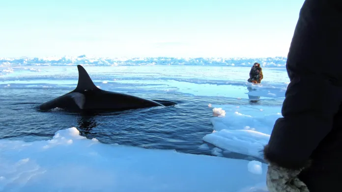 Pod ledem v Kanadě uvízlo několik kosatek