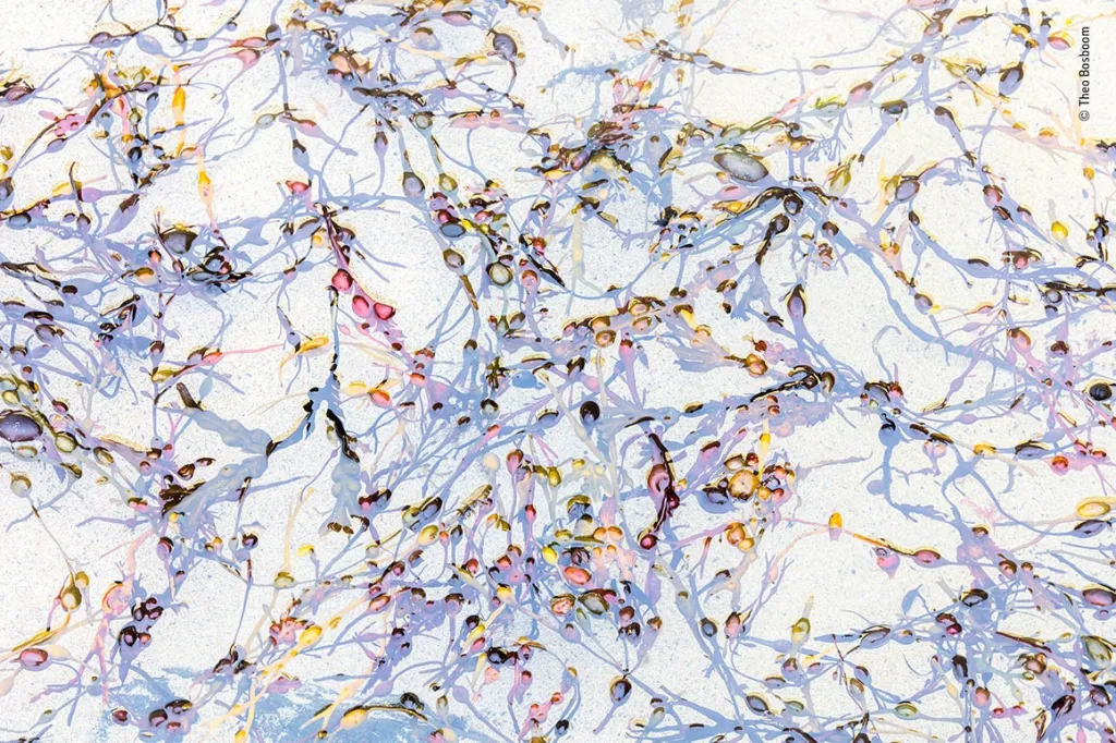 Jednoduchá krása. Vzduchové měchýře plovoucích mořských řas na pozadí bílého písku na pobřeží skotského ostrova Isle of Lewis (kategorie Kreativní pohled)