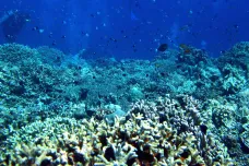 Thajsko zakázalo používání opalovacích krémů, které ničí korály