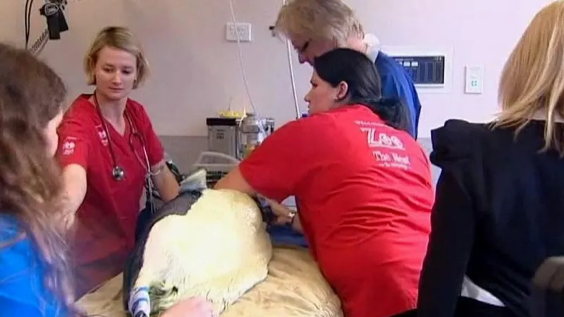 Tučňák na operačním stole