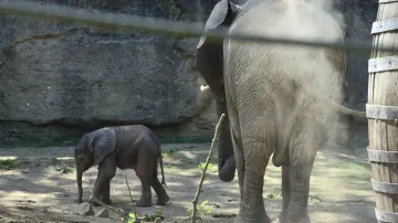 Mládě ze zlínské zoo je prvním slonem africkým narozeným v Česku