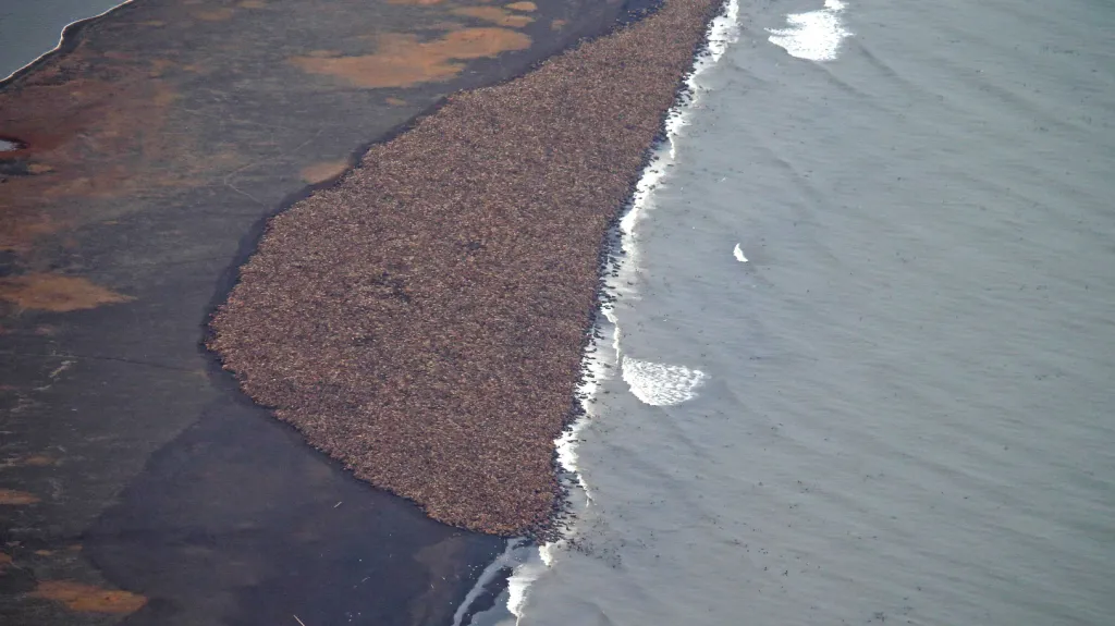 Desítky tisíc mrožů na jediné pláži