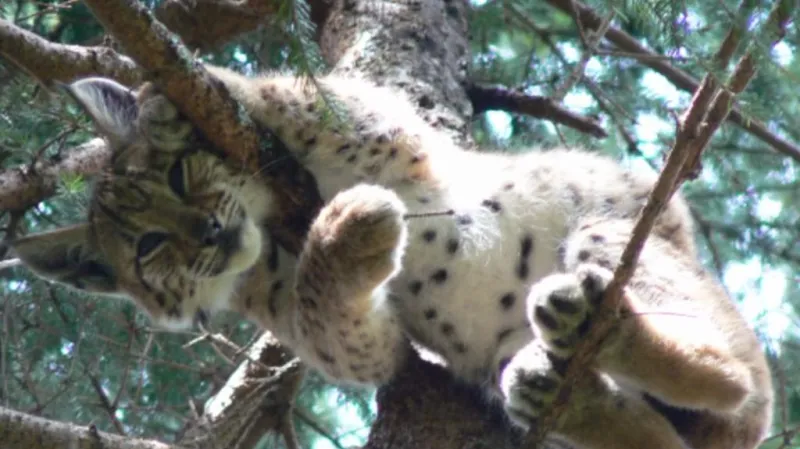 Fotografie mláděte rysa ostrovida, kterou pořídila pracovnice NP Šumava Zuzana Mašková