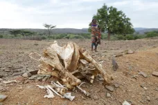 Sucho v Keni zabíjí ohrožená divoká zvířata. Při hledání zdrojů se dostávají do konfliktů s lidmi