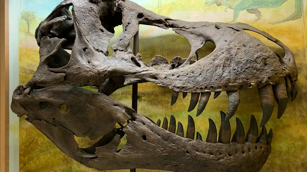 Lebka tyranosaura rexe, jemuž se říká Stan