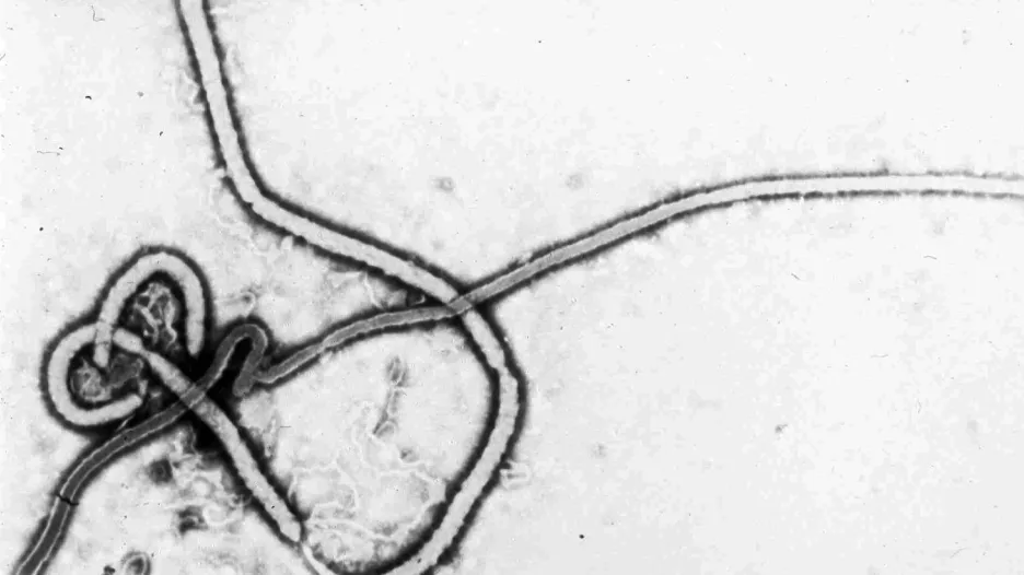 Virus eboly