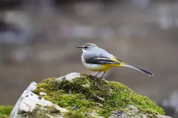 Ptákem roku se stala třasořitka. Ohrožují ji zákroky do vodních toků