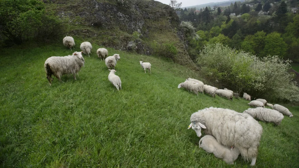 Pasení ovcí a koz v Prokopském údolí