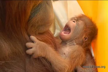 Většině primátů hrozí bezprostřední vyhynutí, varuje studie