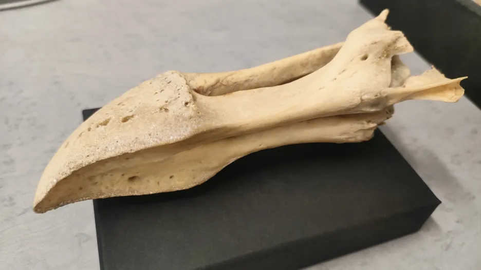 Originální zobák blbouna nejapného, který žil na dvoře císaře Rudolfa II. v Praze