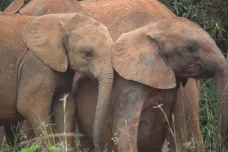 Pytláci jim zabili rodiče. S pomocí lidí se ze sloních sirotků stává naděje pro celý druh