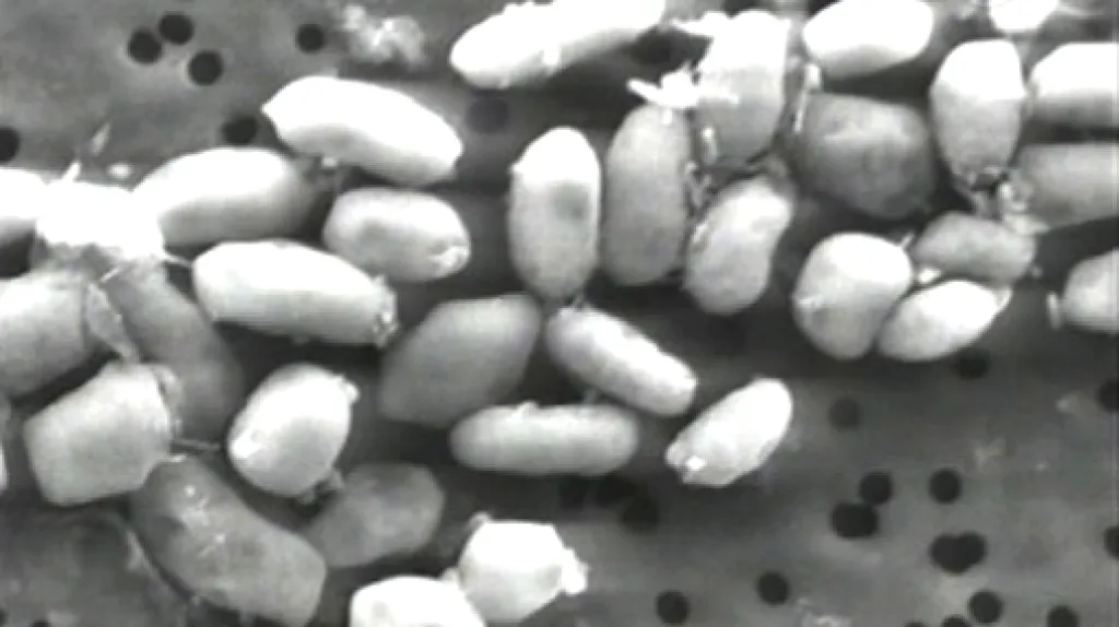 Bakterie z jezera Mono