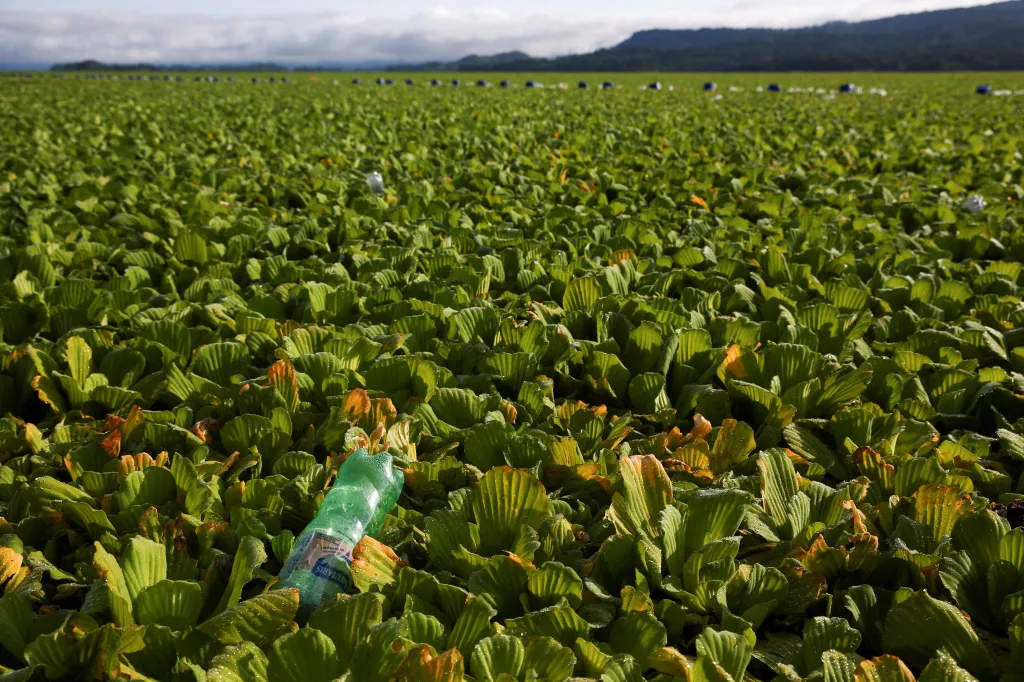 Nádrž pokrytá vodním salátem v salvadorském městě Suchitoto