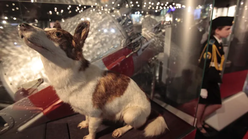 Vycpané tělo Strelky v moskevském muzeu