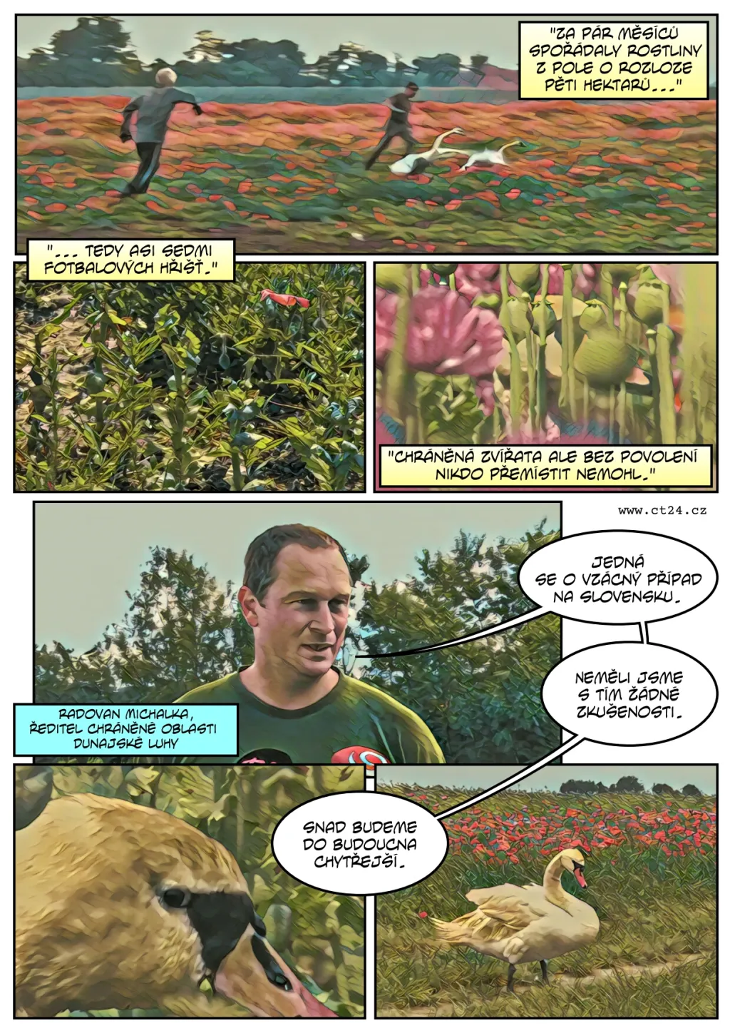 Labutě pod vlivem opia zničily úrodu máku za čtvrt milionu korun, čeká je odvykací kúra